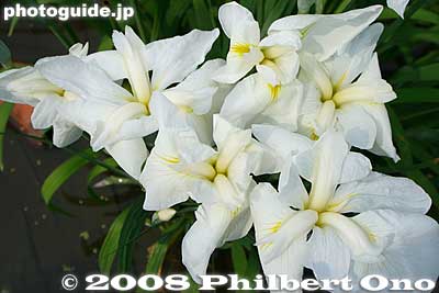 All the irises have interesting names like "Crane's Feathers."
Keywords: tokyo katsushika ward horikiri iris garden flowers shobuen