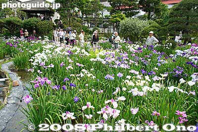 The garden's highest point has a small hut as seen on the left.
Keywords: tokyo katsushika ward horikiri iris garden flowers shobuen