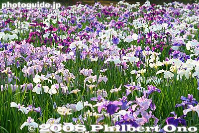 Katsushika Iris Festival at Mizumoto Park in full bloom.
Keywords: tokyo katsushika-ku mizumoto park iris garden flowers matsuri festival shobu japanflower matsuri6
