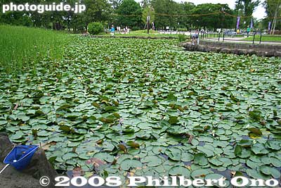 Mizumoto Park also has a lotus pond.
Keywords: tokyo katsushika-ku mizumoto park iris garden flowers matsuri festival shobu