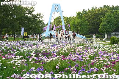 Bridge
Keywords: tokyo katsushika-ku mizumoto park iris garden flowers matsuri festival shobu