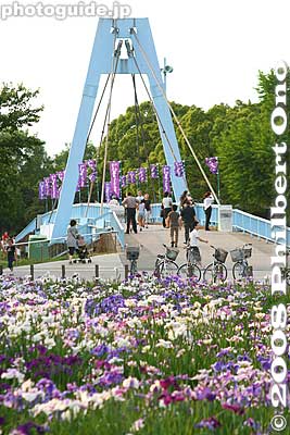 Keywords: tokyo katsushika-ku mizumoto park iris garden flowers matsuri festival shobu