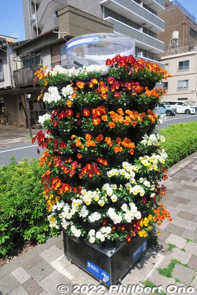 Floral decoration at Shin-Koiwa Station and bus stops.
Keywords: tokyo katsushika shin-koiwa