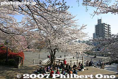 Keywords: tokyo kita-ku ward asukayama park cherry blossom sakura