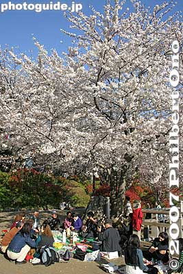 Hanami
Keywords: tokyo kita-ku ward asukayama park cherry blossom sakura