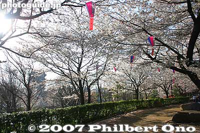 Keywords: tokyo kita-ku ward asukayama park cherry blossom sakura