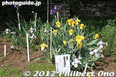 Keywords: tokyo kodaira green road irises