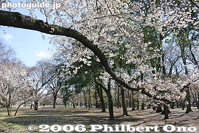 Low branches are common
Keywords: tokyo koganei sakura cherry blossom park