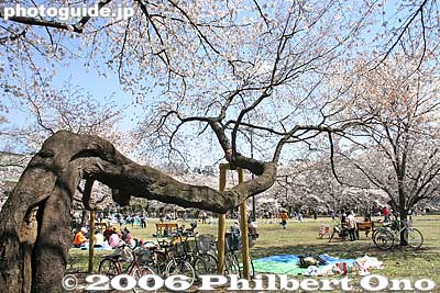 Reaching low
Keywords: tokyo koganei sakura cherry blossom park