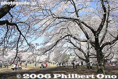 Tree branches sprawled all over the blue sky.
Keywords: tokyo koganei sakura cherry blossom park