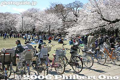 Bicycles and cherries
Keywords: tokyo koganei sakura cherry blossom park