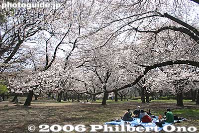 Keywords: tokyo koganei sakura cherry blossom park