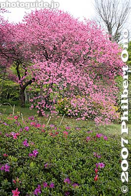 Keywords: tokyo kokubunji tonogayato teien garden flowers