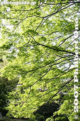 Keywords: tokyo kokubunji tonogayato teien garden tree leaves