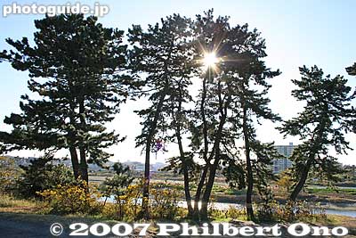 There are actually more than five pine trees. A nice, quite place to relax and scenic during all four seasons. 五本松
Keywords: tokyo komae tamagawa river