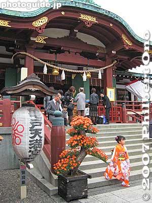 The kiku can be shaped and trimmed in fantastic ways. Very nice when you go and see them during shichi-go-san in Nov. when 7-year-old and 3-year-old girls and 5-year-old boys come to shrine in kimono.
Keywords: tokyo koto-ku kameido tenjin shinto shrine chrysanthemum flower festival autumn fall girl kimono
