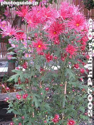 Red bursts of chrysanthemum
Keywords: tokyo koto-ku kameido tenjin shinto shrine chrysanthemum flower festival autumn fall