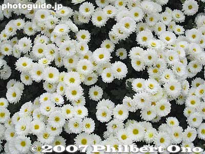 Tiny white chrysanthemum
Keywords: tokyo koto-ku kameido tenjin shinto shrine chrysanthemum flower festival autumn fall