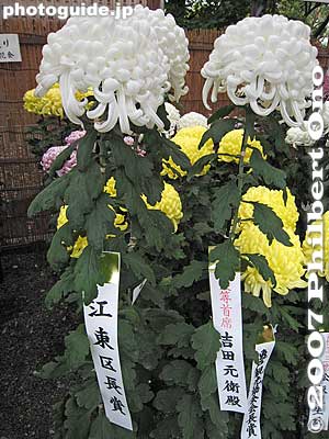 Award-winning chrysanthemum
Keywords: tokyo koto-ku kameido tenjin shinto shrine chrysanthemum flower festival autumn fall