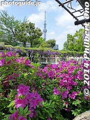 Tokyo Skytree and azalea and wisteria at Kameido Tenjin Shrine.
Keywords: tokyo koto-ku Kameido tenjin Tenmangu Shrine Wisteria Festival fuji matsuri flowers