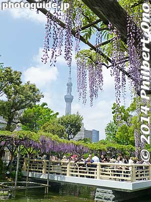 Keywords: tokyo koto-ku Kameido tenjin Tenmangu Shrine Wisteria Festival fuji matsuri flowers skytree