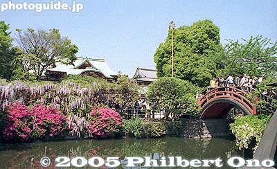 Second taiko-bashi bridge in 1997. You can see the second arch bridge which is right before the shrine hall. Compare this picture with the next one.
Keywords: tokyo koto-ku Kameido tenjin Tenmangu Shrine Wisteria Festival fuji matsuri flowers