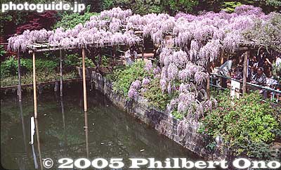 Another shot taken in the good old days. Doesn't bloom like this anymore. The next photo shows what it looks like today.
Keywords: tokyo koto-ku Kameido Tenmangu Shrine Wisteria Festival fuji matsuri flowers
