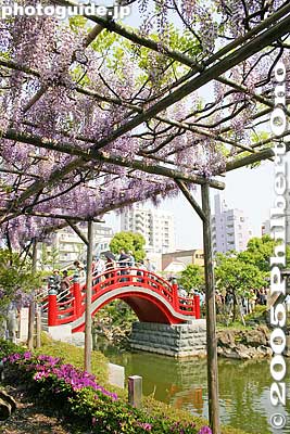 Keywords: tokyo koto-ku Kameido Tenmangu Shrine Wisteria Festival fuji matsuri flowers bridge