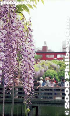 Keywords: tokyo koto-ku Kameido Tenmangu Shrine Wisteria Festival fuji matsuri flowers