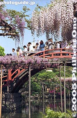 Old taiko-bashi bridge. You can see how crowded the bridge can get.
Keywords: tokyo koto-ku Kameido Tenmangu Shrine Wisteria Festival fuji matsuri flowers bridge