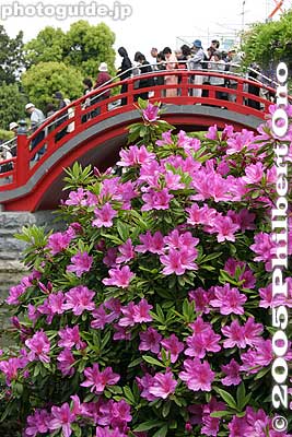 First bridge and azaleas
Keywords: tokyo koto-ku Kameido Tenmangu Shrine Wisteria Festival fuji matsuri flowers azalea japanharu