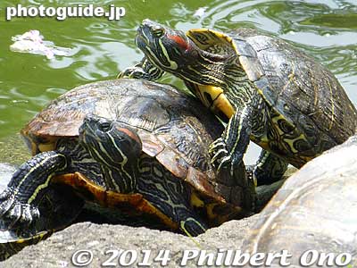 Kameido Tenjin Shrine also has many turtles in the pond. All these years, I thought they were cute. But I recently found out that these turtles are actually invasive species called red-eared slider or red-eared terrapin.
Popular as pets when they are small.
Keywords: tokyo koto-ku Kameido tenjin Tenmangu Shrine Wisteria Festival fuji matsuri flowers japanwildlife