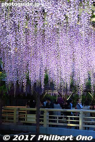 Keywords: tokyo koto-ku Kameido tenjin Tenmangu Shrine Wisteria Festival fuji matsuri flowers