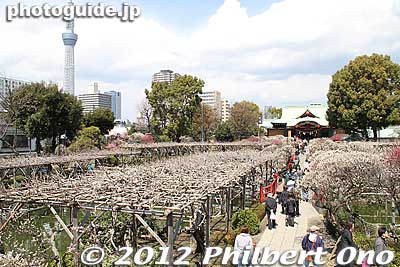 Wisteria bed is bare.
Keywords: tokyo koto-ku kameido tenmangu tenjin shrine jinja torii sky tree