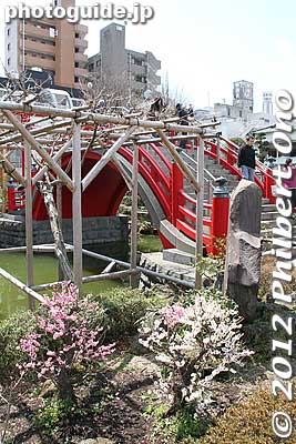 Keywords: tokyo koto-ku kameido tenmangu tenjin shrine jinja torii plum blossoms ume flowers