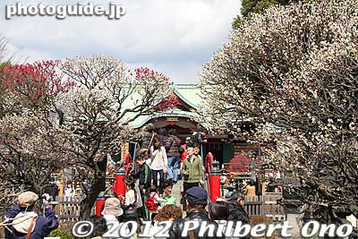 Numerous plum trees on the way to Kameido Tenjin Shrine worship hall.
Keywords: tokyo koto-ku kameido tenmangu tenjin shrine jinja torii plum blossoms ume flowers