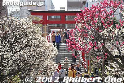 These plum trees also bear fruit. The shrine staff harvest the plums (ume) in May.
Keywords: tokyo koto-ku kameido tenmangu tenjin shrine jinja torii plum blossoms ume flowers