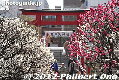White and red plum blossoms and the torii gate at Kameido Tenjn Shrine.
Keywords: tokyo koto-ku kameido tenmangu tenjin shrine jinja torii plum blossoms ume flowers japanfuyu
