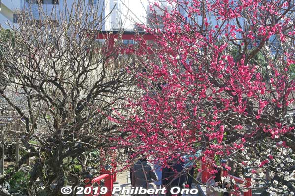 Plum trees grew since the last time I took this shot.
Keywords: tokyo koto-ku kameido tenmangu tenjin shrine jinja plum blossoms ume flowers
