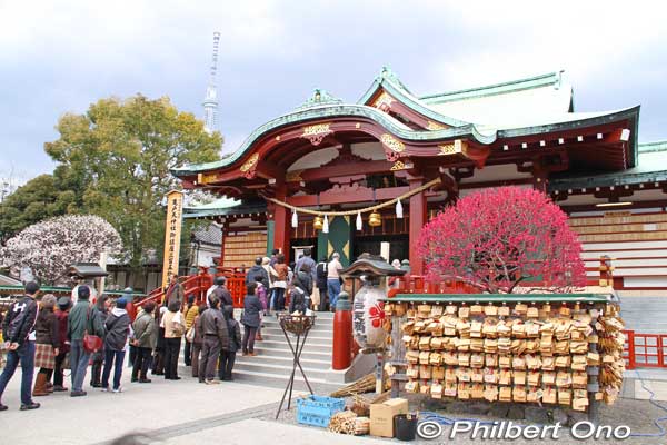 That's why most Tenmangu/Tenjin shrines have plum blossoms. Kameido Tenjin Shrine flanked with red and white plum blossoms in March.
Keywords: tokyo koto-ku kameido tenmangu tenjin japanshrine jinja plum blossoms ume flowers