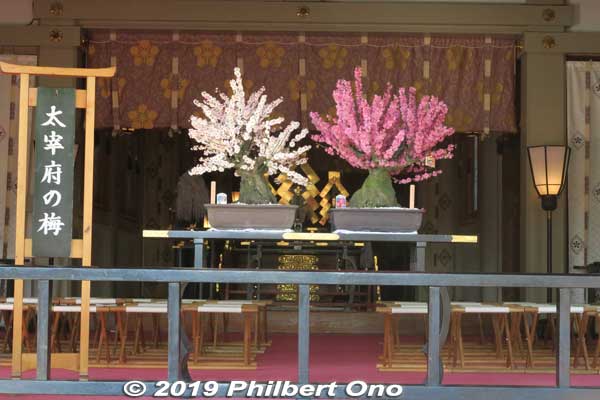These plum blossoms are from Dazaifu Shrine in Fukuoka. Feb. 2019.
Keywords: tokyo koto-ku kameido tenmangu tenjin shrine jinja plum blossoms ume flowers