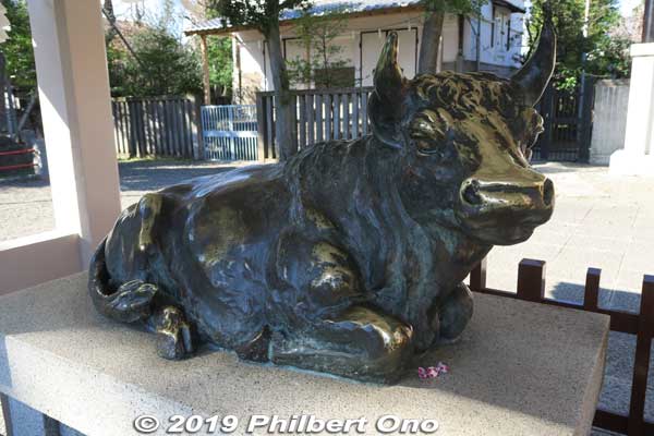 Sacred cow statue. Rub the nose for good luck.
Keywords: tokyo koto-ku kameido tenmangu tenjin shrine jinja