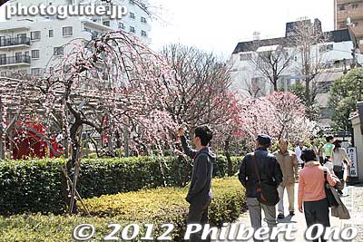 Plum blossoms on the left side of the shrine.
Keywords: tokyo koto-ku kameido tenmangu tenjin shrine jinja plum blossoms ume flowers