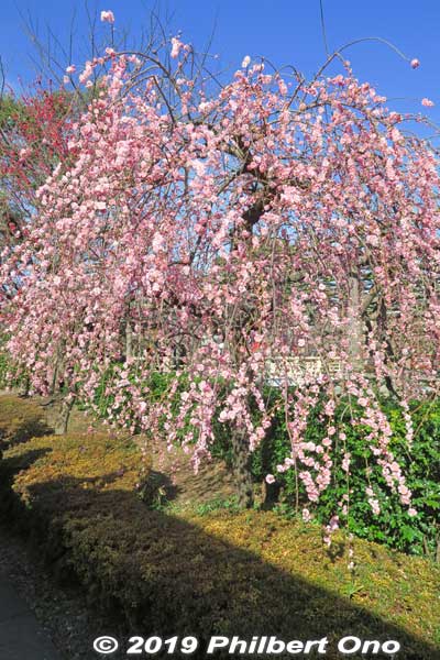 Weeping plum tree.
Keywords: tokyo koto-ku kameido tenmangu tenjin shrine jinja plum blossoms ume flowers