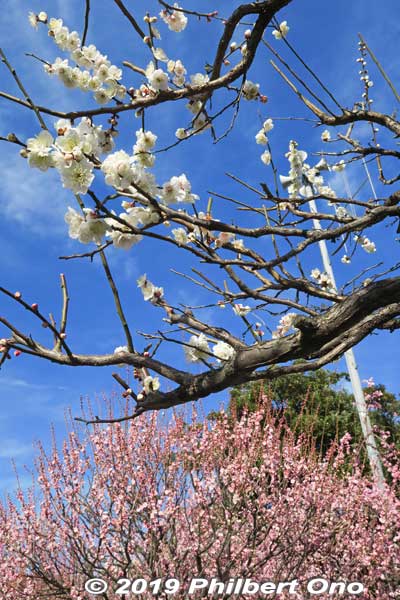 Plum blossoms at Kameido Tenjin Shrine, Tokyo
Keywords: tokyo koto-ku kameido tenmangu tenjin shrine jinja plum blossoms ume japanflower