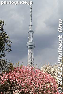 Tokyo Sky Tree and plum blossoms at Kameido Tenjin Shrine.
Keywords: tokyo koto-ku kameido tenmangu tenjin shrine jinja plum blossoms ume flowers skytree