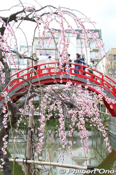 Photogenic shot of plum blossoms and a taiko bridge at Kameido Tenjin Shrine in Tokyo.
Keywords: tokyo koto-ku kameido tenmangu tenjin shrine jinja plum blossoms ume flowers taiko bridge matsuri2