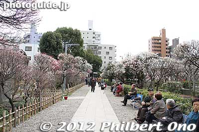 More plum blossoms on the right side of the shrine.
Keywords: tokyo koto-ku kameido tenmangu tenjin shrine jinja ume plum blossoms flowers
