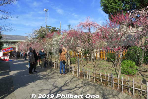 Keywords: tokyo koto-ku kameido tenmangu tenjin shrine jinja plum blossoms ume flowers