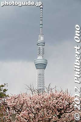 Tokyo Sky Tree and plum blossoms at Kameido Tenjin Shrine.
Keywords: tokyo koto-ku kameido tenmangu tenjin shrine jinja ume plum blossoms flowers skytree